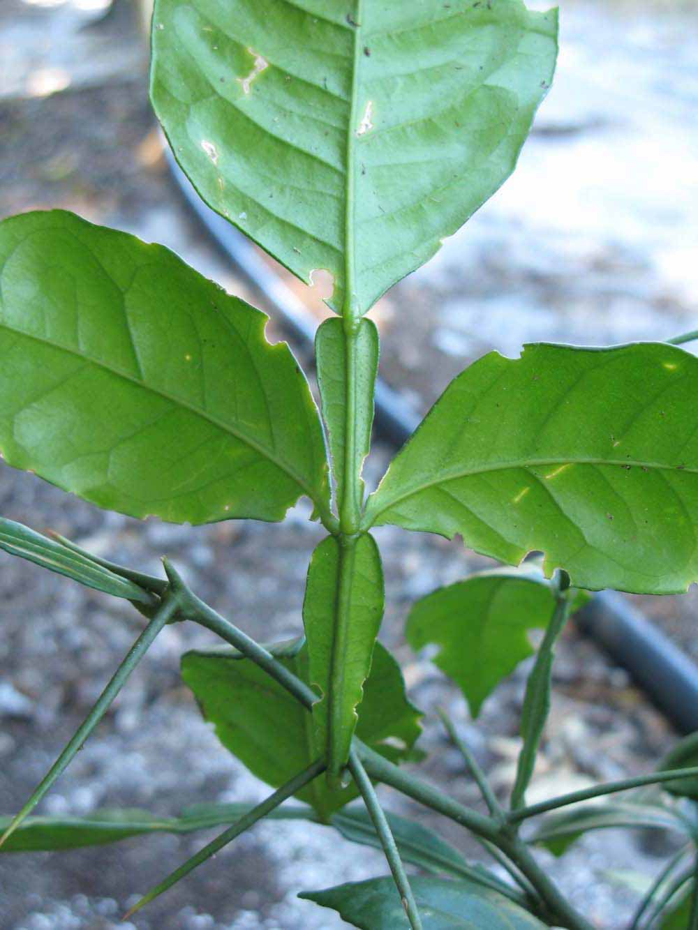              Rachis (Winter Haven, FL)       